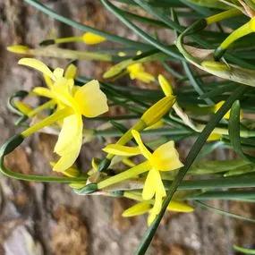 Hawera Dwarf Daffodil (Narcissus triandrus 'Hawera') Img 2